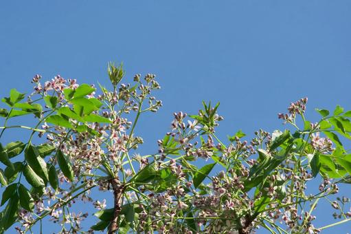 センダンの花 センダンの花の写真