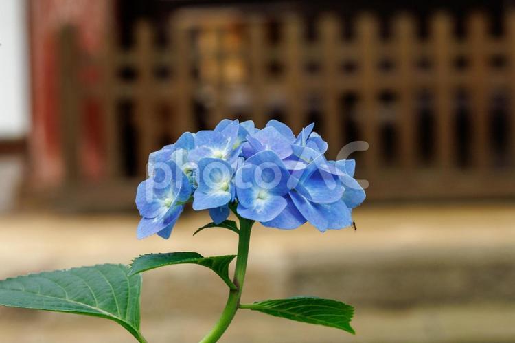 「辛抱強い愛情」「知的」の花言葉 美しい,フラワー,ガーデニングの写真素材