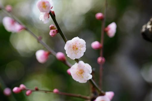 Plum blossom_2, JPG