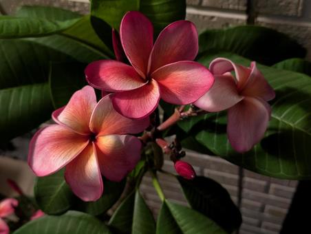 プルメリア プルメリア プルメリア,花,夏の写真素材