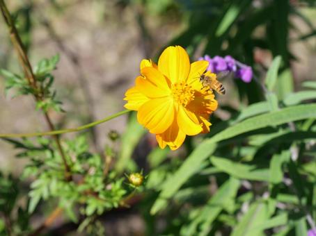 キバナコスモスと蜜蜂 キバナコスモス,秋桜,コスモスの写真素材