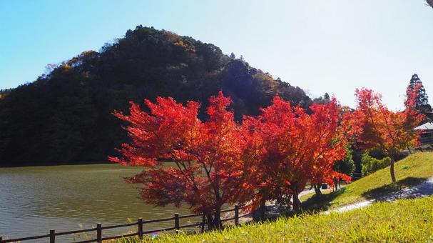 秋の亀山湖・楓の木の紅葉（千葉県君津市） 秋,亀山湖,紅葉の写真素材