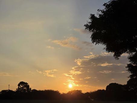 朝日と木々 朝日と木々 空,景色,スカイの写真素材