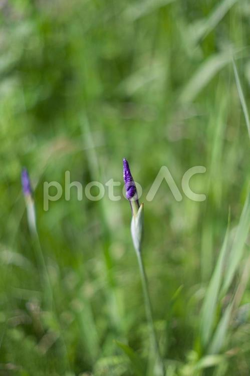 菖蒲（英名　iris） iris,菖蒲,花の写真素材