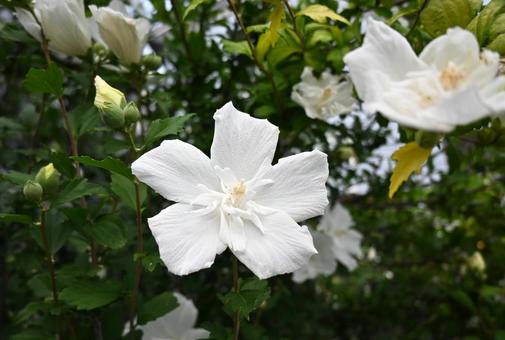 Rose of Sharon, JPG Rose of Sharon, JPG