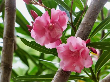 Oleander flower, JPG