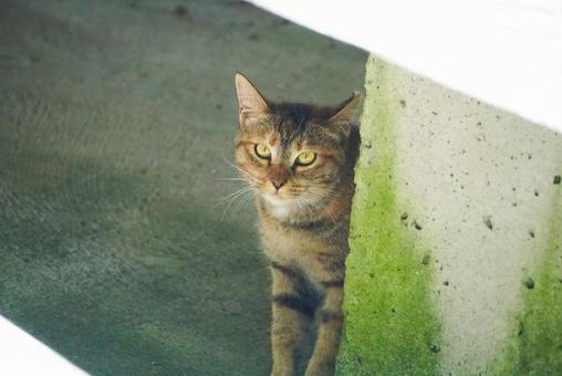こちらのようすをうかがっている! こちらのようすをうかがっている! 子猫,猫,ぬこの写真素材