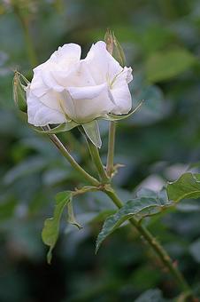 Aramaki Rose Garden 155 Elegance Ivory, JPG Aramaki Rose Garden 155 Elegance Ivory, JPG