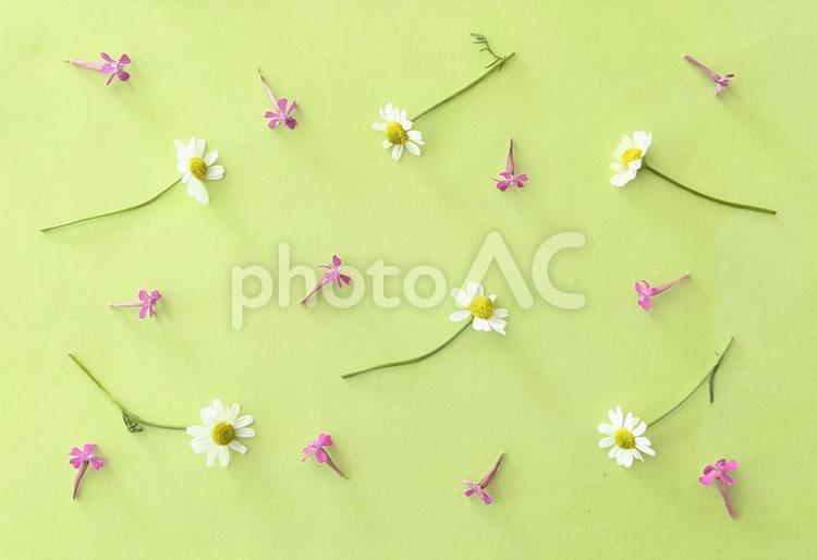 夏花の背景素材 花,夏花,フラワーの写真素材