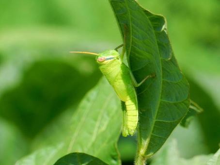 【昆虫写真】ツチイナゴ（土蝗） ツチイナゴ,土蝗,イナゴの写真素材