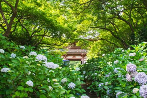 久安寺楼門と紫陽花 久安寺楼門と紫陽花の写真
