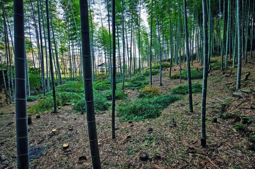手入れの跡を残す京都嵐山竹林の静寂な世界 竹林,伐採,間伐の写真素材