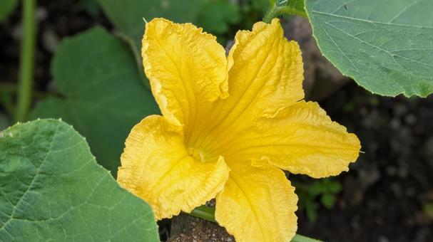 カボチヤの花 カボチヤの花 花,植物,カボチヤの写真素材