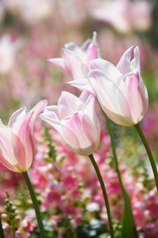 Tulips, JPG Tulips, JPG