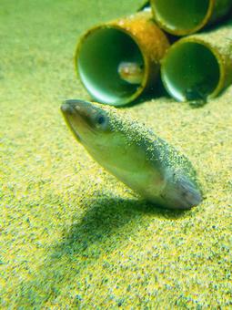 二ホンウナギ ウナギ,二ホンウナギ,魚の写真素材