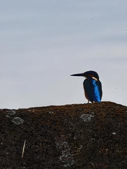 瑠璃色のカワセミ カワセミ,鳥,野鳥の写真素材