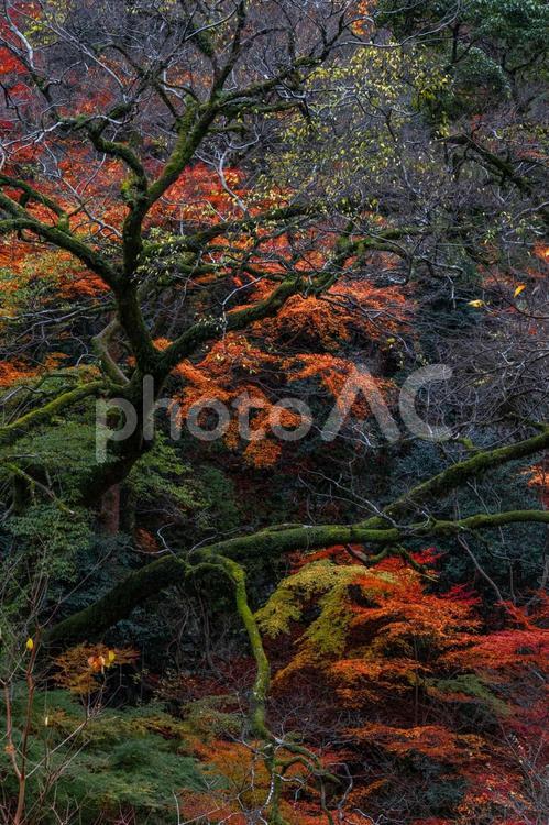 紅葉　箕面大滝探訪 紅葉,背景素材,風景素材の写真素材