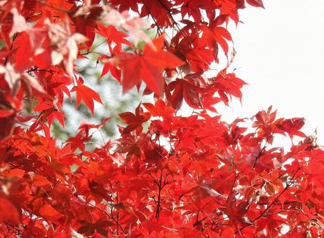 Photo, maple, autumn leaves, beautiful, 