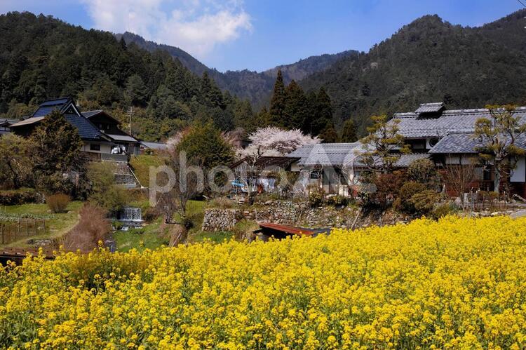 春景色 菜の花,民家,春の写真素材