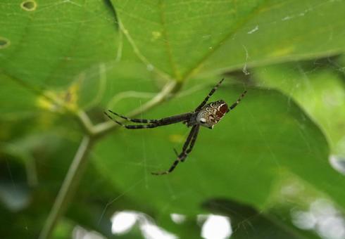 スズミグモ スズミグモ,蜘蛛,スパイダーの写真素材