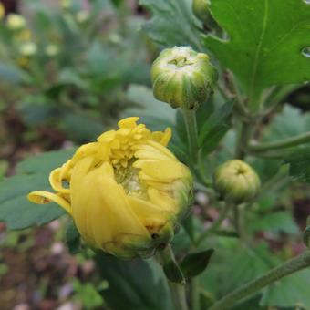 キク（菊） キク,菊,花の写真素材