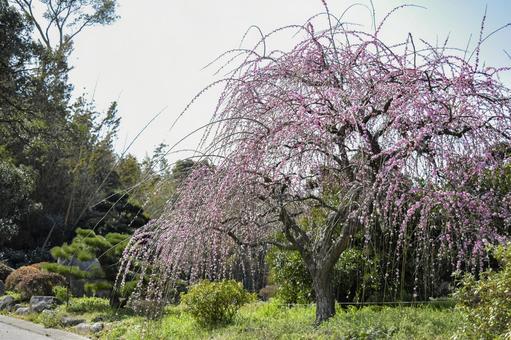 梅の木 梅の木の写真