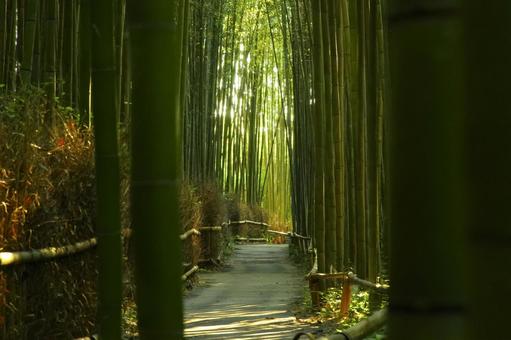 京都嵐山 竹林の小径の自然美 京都嵐山 竹林の小径の自然美 竹林の小径,竹林,竹の写真素材