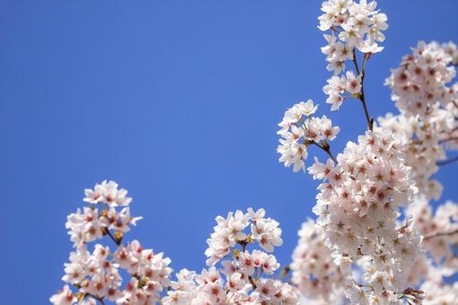 桜 桜の写真