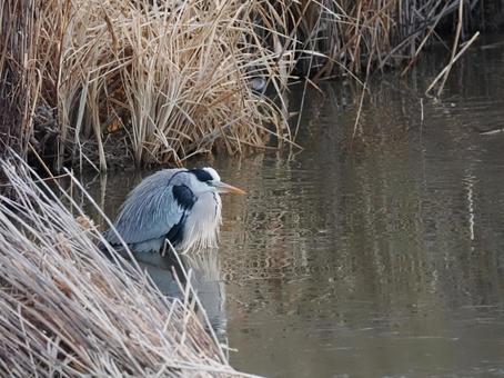 Grey Heron⑼, JPG