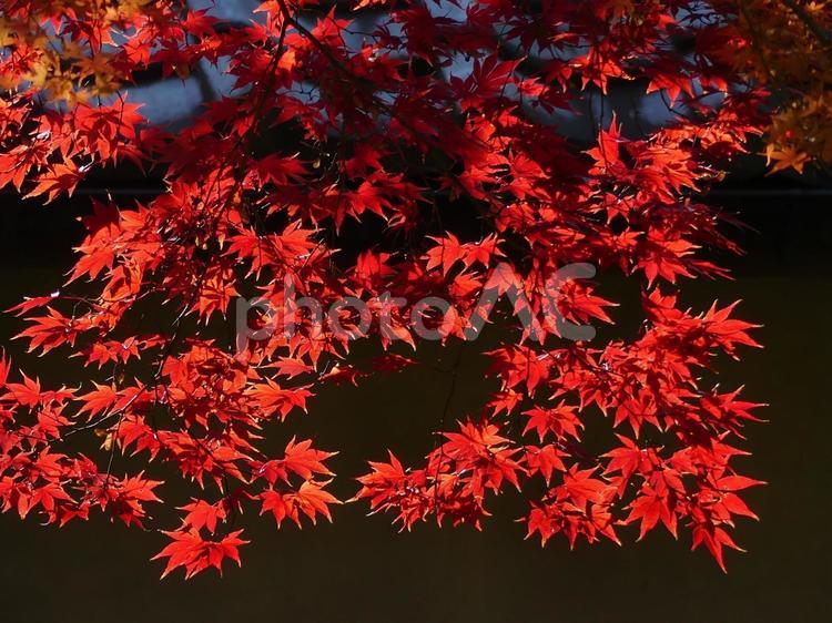 小江戸川越、中院の燃えるような紅葉 小江戸,小江戸川越,中院の写真素材