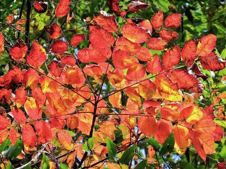 晩秋のヤマウルシの紅葉 晩秋のヤマウルシの紅葉 ヤマウルシ,紅葉,山漆の写真素材