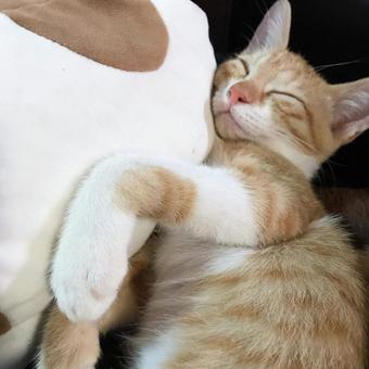Photo, cat, sleeping face, house cat, 