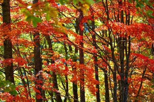 乗鞍高原の紅葉 乗鞍高原の紅葉 紅葉,もみじ,楓の写真素材