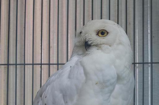 シロフクロウ シロフクロウ 上野動物園,シロフクロウ,鳥類の写真素材