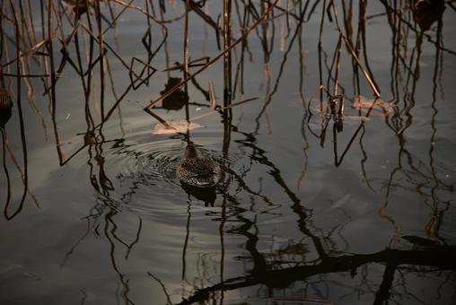 公園の鴨 公園の鴨の写真