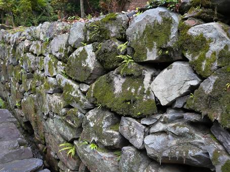 苔の生えた石垣 苔の生えた石垣 石垣,野良積み,石の写真素材
