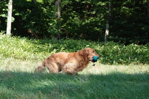 The Retrievers The Retrieversの写真