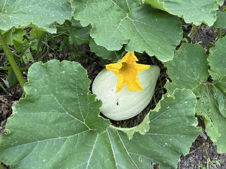 カボチャの畑 カボチャの畑 カボチャ,野菜,栽培の写真素材
