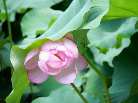 蓮の花 蓮の花の写真