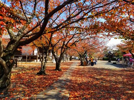 紅葉 紅葉の写真