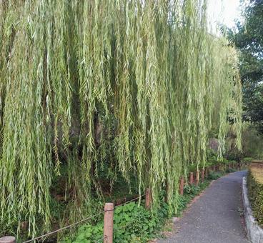 沿道の柳 ストリートスナップ,柳,緑道の写真素材