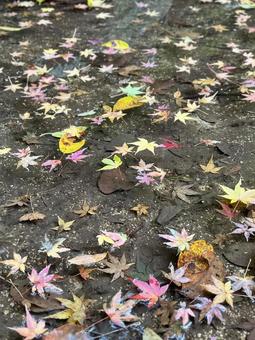 川に浮かぶ落ち葉 縦 川に浮かぶ落ち葉 縦の写真