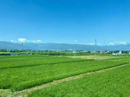 信州安曇野、広がる水田と山並み 信州安曇野、広がる水田と山並みの写真