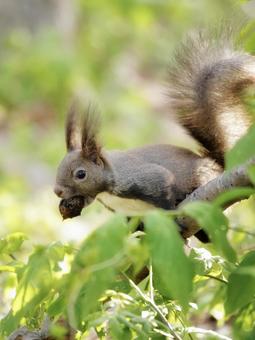 エゾリス 木の実を咥える エゾリス 木の実を咥えるの写真