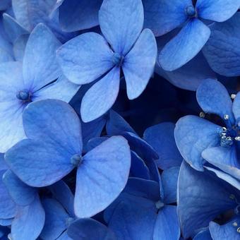 Photo, hydrangea, natural, blue, 