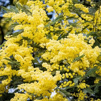 見頃のミモザのクローズアップ｜1:1 ミモザ,花,春の写真素材