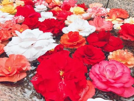 ベゴニア(暖色) 花,水面,ベゴニアの写真素材