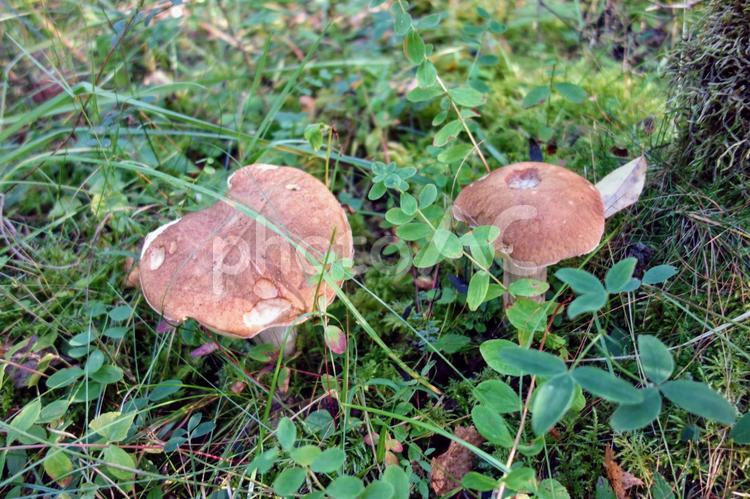 北欧の秋の森 北欧,森,季節の写真素材