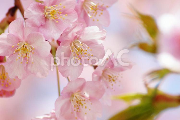 早咲き桜-192 桜,早咲き桜,カワヅザクラの写真素材