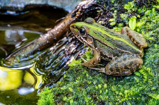 Photo, বেঙ, bullfrog, সবুজ, 